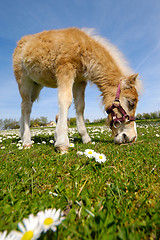 Image showing Horse foal eating green grass