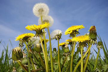 Image showing Dandelions and blue sky