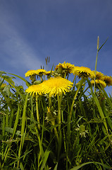 Image showing Dandelion flowers in nature