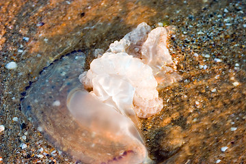 Image showing Jellyfish