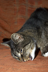 Image showing Cat eating