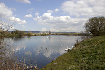 Image showing Swans on a lake