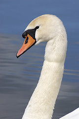 Image showing Swan