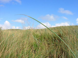 Image showing Grass And Sky landscape