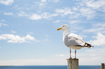 Image showing seagull over sea and blue sky