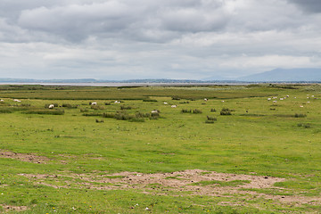 Image showing sheep grazing on field of connemara in ireland