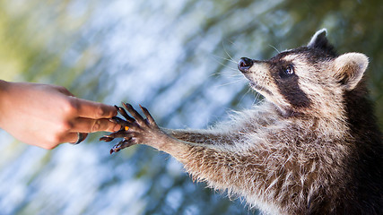 Image showing Racoon begging for food