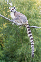 Image showing Ring-tailed lemur (Lemur catta) 