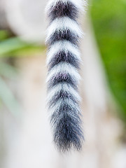 Image showing Close up of a ring-tailed lemur tail texture