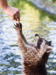 Image showing Racoon begging for food