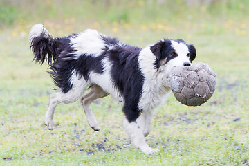 Image showing Playful Border collie