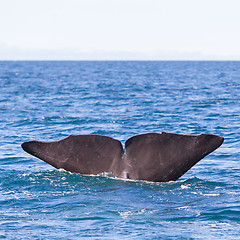 Image showing Tail of a Sperm Whale diving