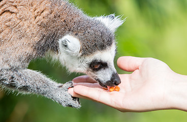 Image showing Lemur with human hand - Selective focus