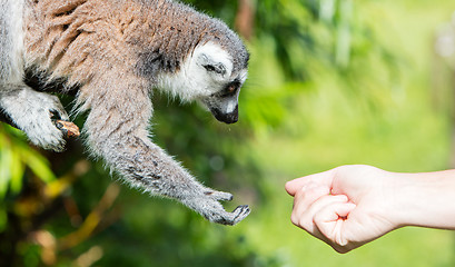 Image showing Lemur with human hand - Selective focus