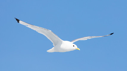 Image showing Black-legged kittiwake flying