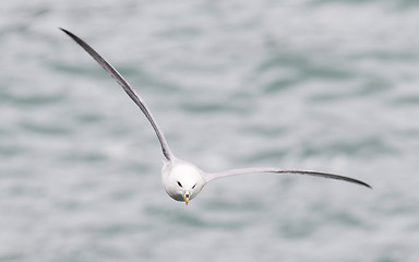 Image showing Fulmar, Fulmarus glacialis