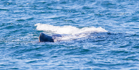 Image showing Large Sperm Whale near Iceland