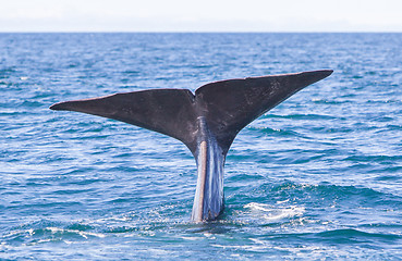 Image showing Tail of a Sperm Whale diving
