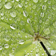 Image showing Green leaf with water droplet