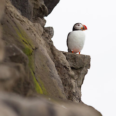 Image showing Colorful Puffin isolated in natural environment