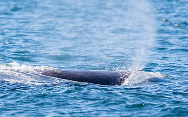 Image showing Blowout of a large Sperm Whale near Iceland