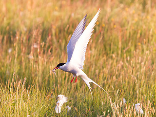 Image showing Arctic tern with a fish - Warm evening sun