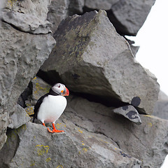 Image showing Colorful Puffin isolated in natural environment