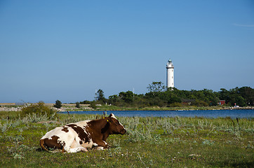 Image showing Cow by a coast with a lighthouse