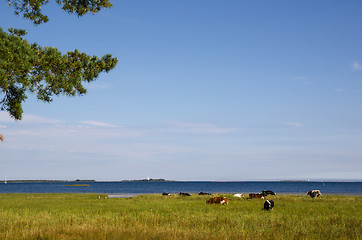 Image showing Cattle grazing by seaside