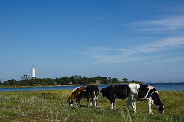 Image showing Grazing cattle in a coastal landscape