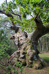 Image showing Extremely old oak tree