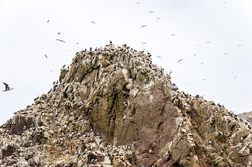 Image showing Wild birds and seagull on ballestas island, Peru