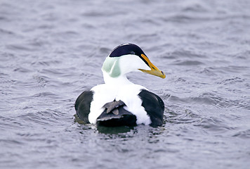 Image showing Common eider