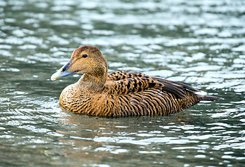 Image showing Common eider