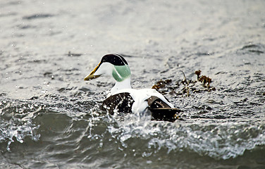 Image showing Eider