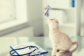 Image showing close up of kitten playing with bow at vet clinic