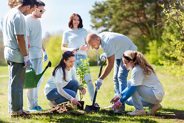 Image showing group of volunteers planting tree in park