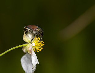 Image showing Japanese Beetle