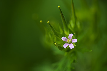 Image showing Wild Geranium