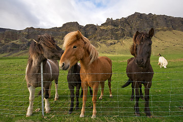 Image showing group of icelandic horses