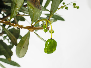 Image showing Unripe olives at closeup