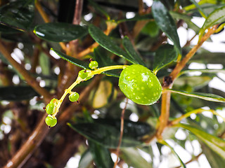 Image showing Unripe olives at closeup