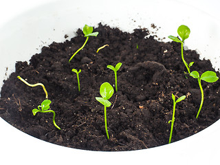 Image showing Group of sprouting plants in soil, round shape