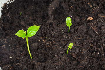 Image showing Young plants sprouting at closeup