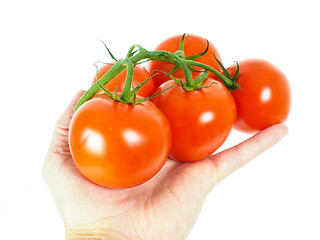 Image showing Person holding a bunch of tomatoes