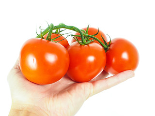 Image showing Person holding a bunch of tomatoes