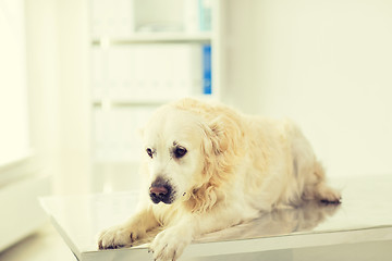 Image showing close up of golden retriever dog at vet clinic