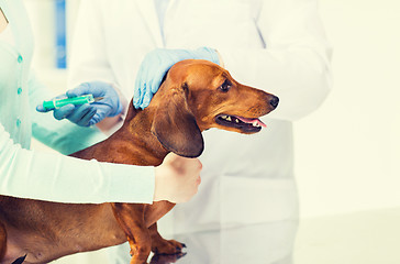 Image showing close up of vet making vaccine to dog at clinic