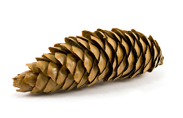 Image showing pine cone