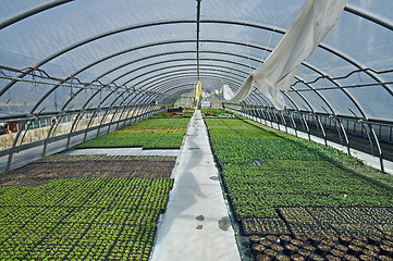 Image showing Greenhouse